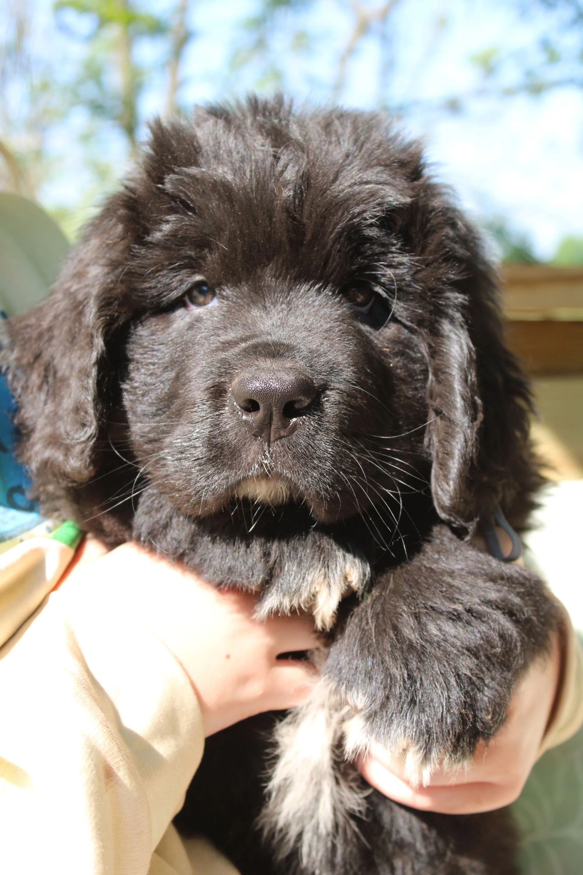 Close-up of a fluffy black puppy with white on its chest and paws, being held by a person wearing a beige long-sleeve shirt. The puppy has droopy ears and dark eyes, with a background of blurred trees and blue sky.