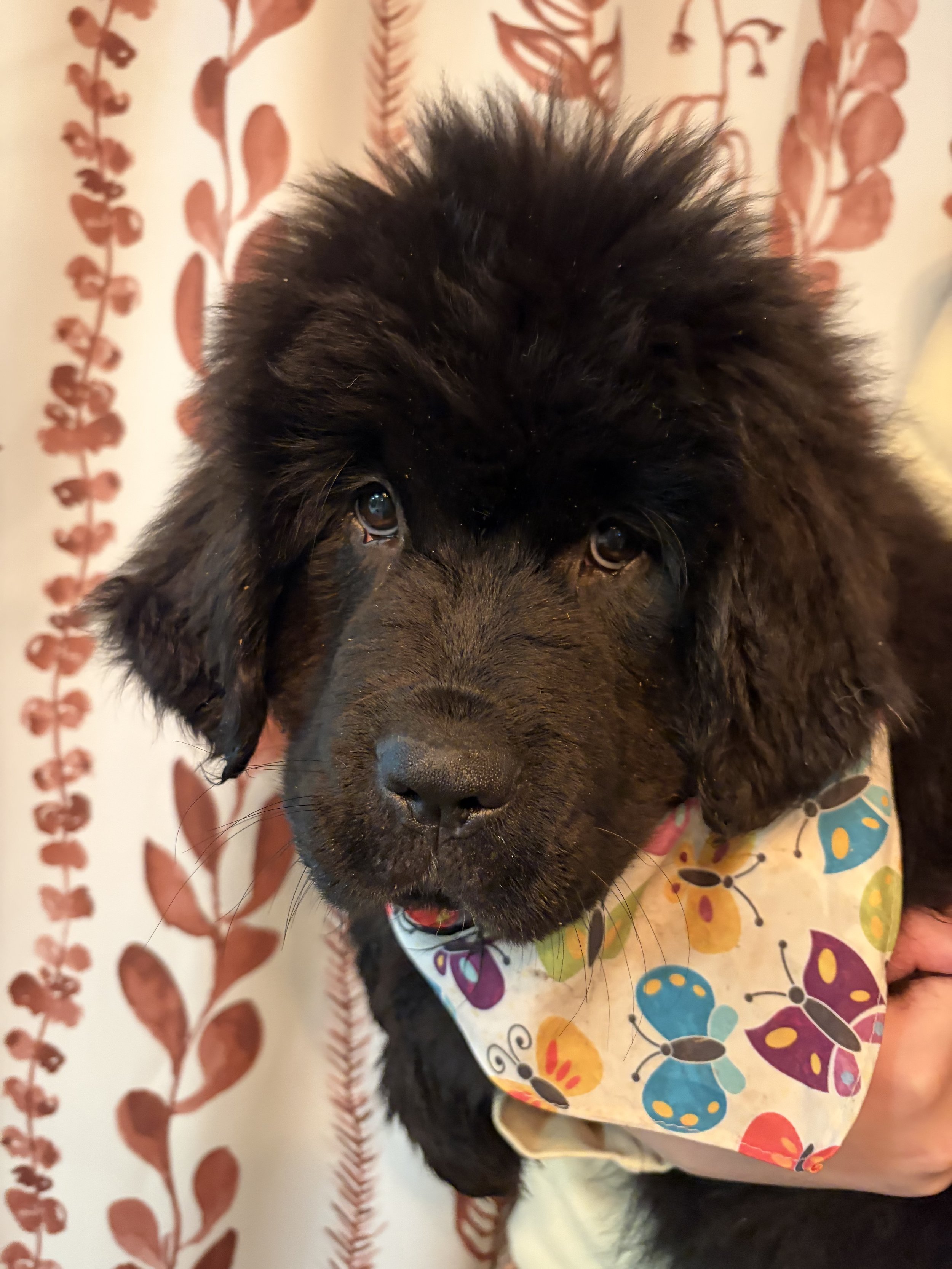Close-up of a black Newfoundland puppy with floppy ears and brown eyes, wearing a colorful bandana, sitting on a patterned fabric with leaf and butterfly designs.