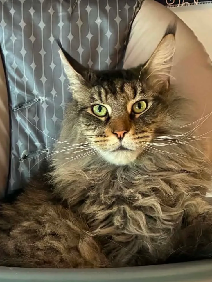A long-haired Maine Coon tabby cat with green eyes lying on a bed, surrounded by pillows and a blanket.
