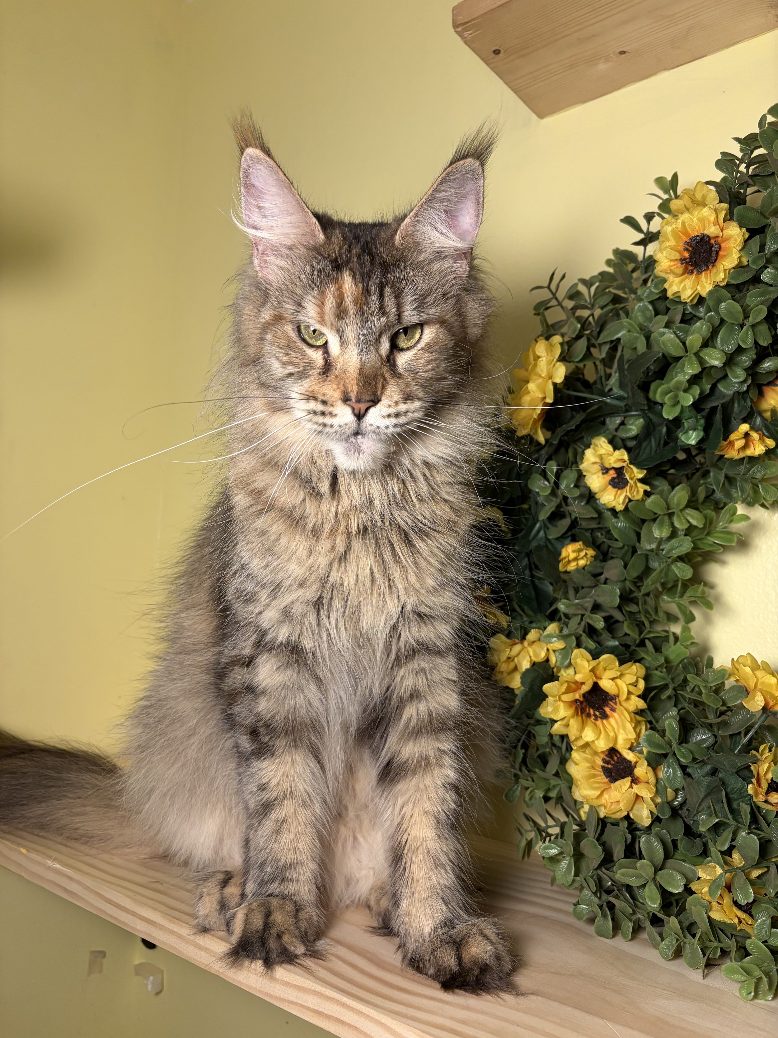 A Maine Coon queen cat with green eyes and tufted ears sitting beside a bush of yellow flowers on a wooden surface.