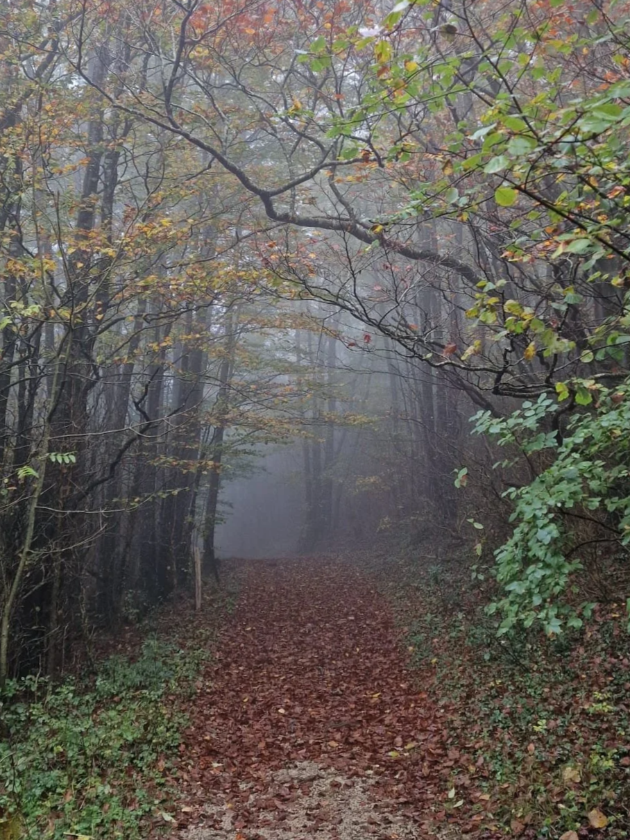A foggy forest trail surrounded by trees with green and autumn-colored leaves, covered with fallen leaves.