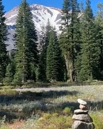 A forest of tall pine trees with a snow-capped mountain in the background, and a small rock cairn in the foreground.