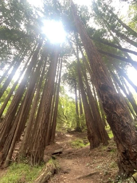 Tall redwood trees in a forest with sunlight shining through the canopy and a dirt trail on the ground.