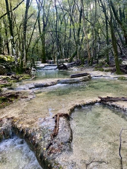 A small stream flowing over rock formations in a wooded forest with trees and green foliage.