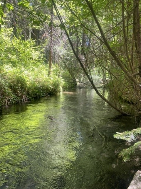 A peaceful forest stream surrounded by lush green trees and plants.