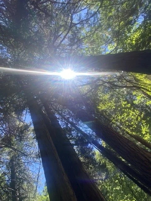 Looking up at tall trees in a forest with sunlight filtering through the leaves.