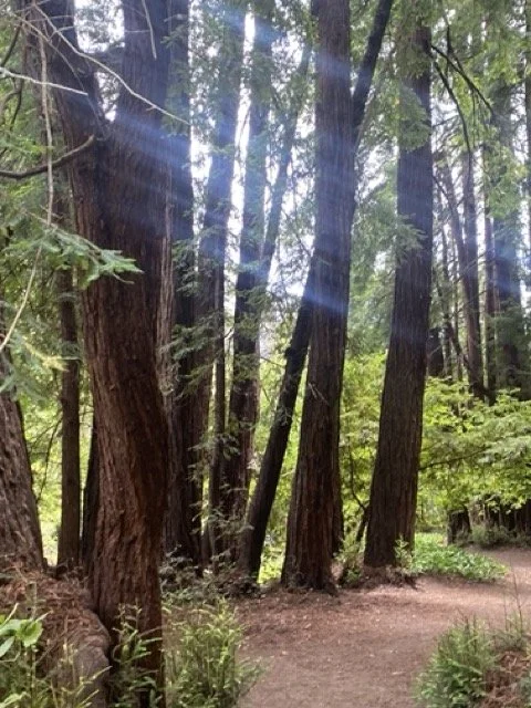 Sunlight filtering through tall trees in a forest with a dirt path