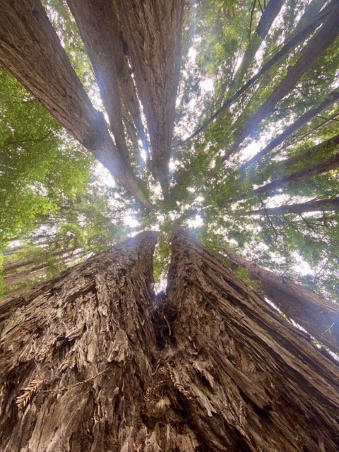 Looking up at tall trees in a forest with sunlight filtering through the leaves.