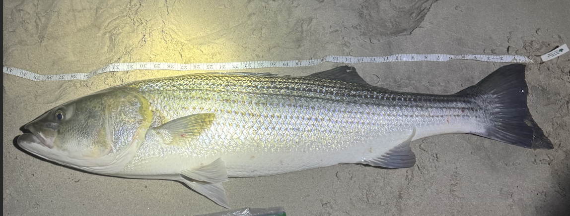 Screenshot 2025-10-17 at 7.44.59 PM.png