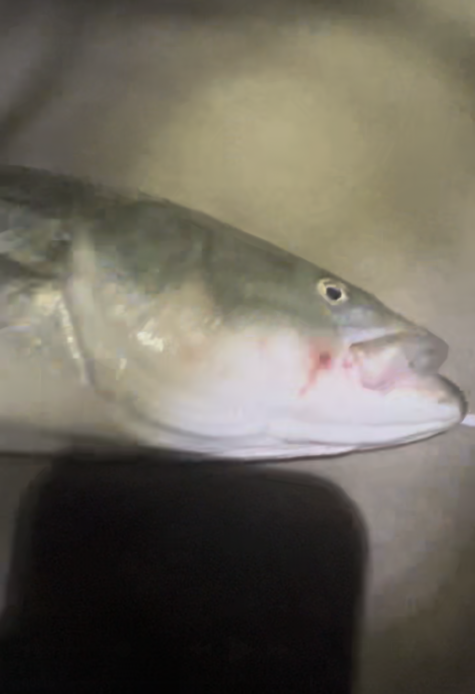 Screenshot 2025-10-16 at 5.15.08 PM.png