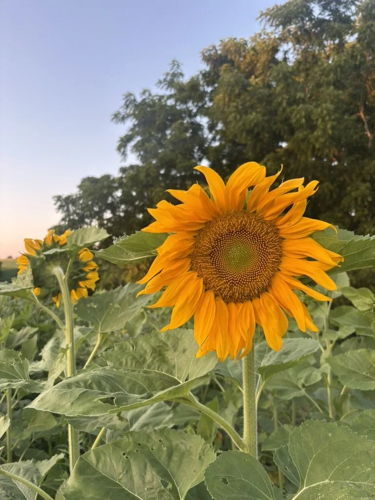 Sunflower Fest (Friday)