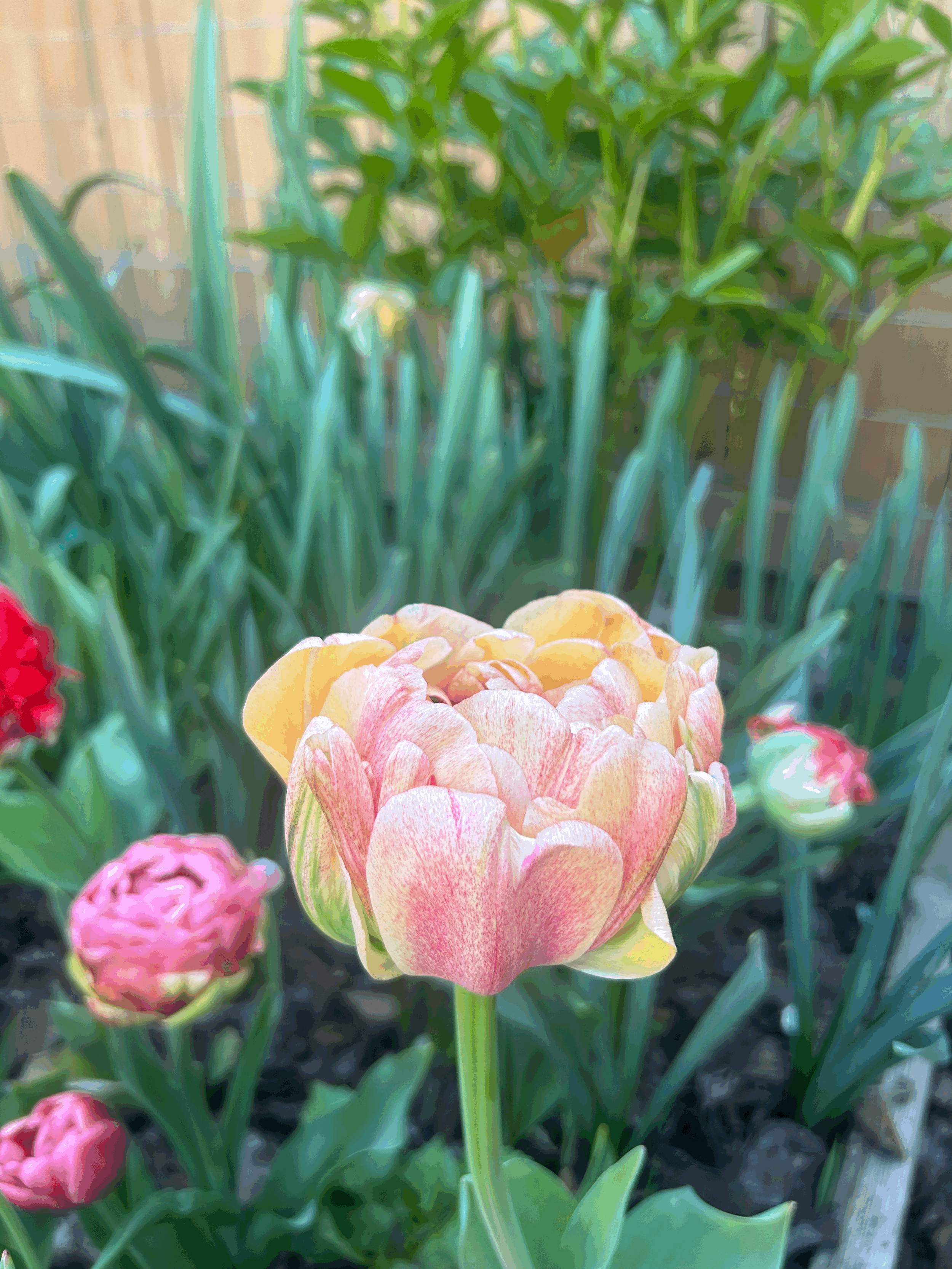 Spring CSA Subscription