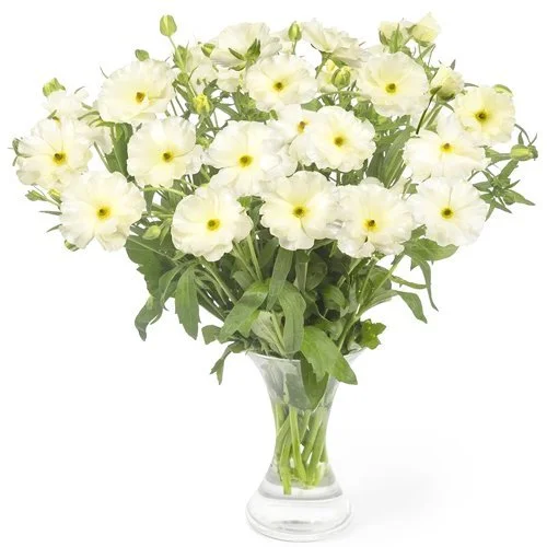 Ranunculus-Butterfly-Graces-1.jpeg