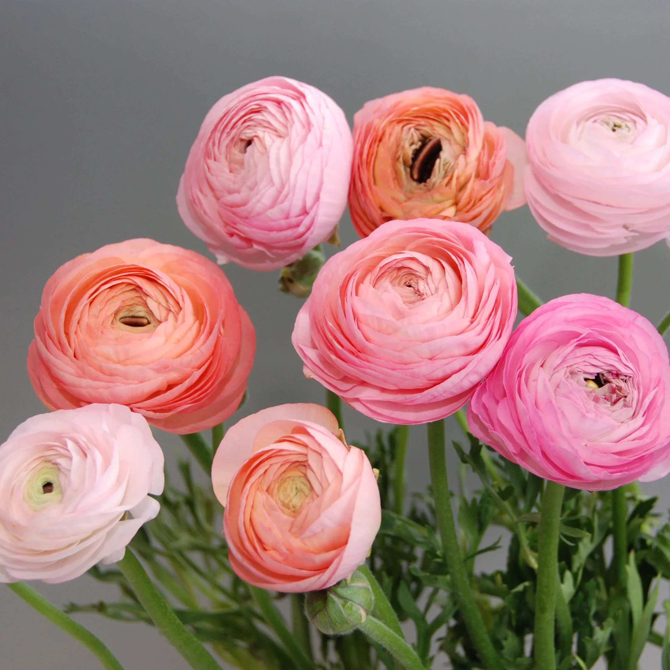 raAMANDINEPASTELMIX_1.jpg.webp