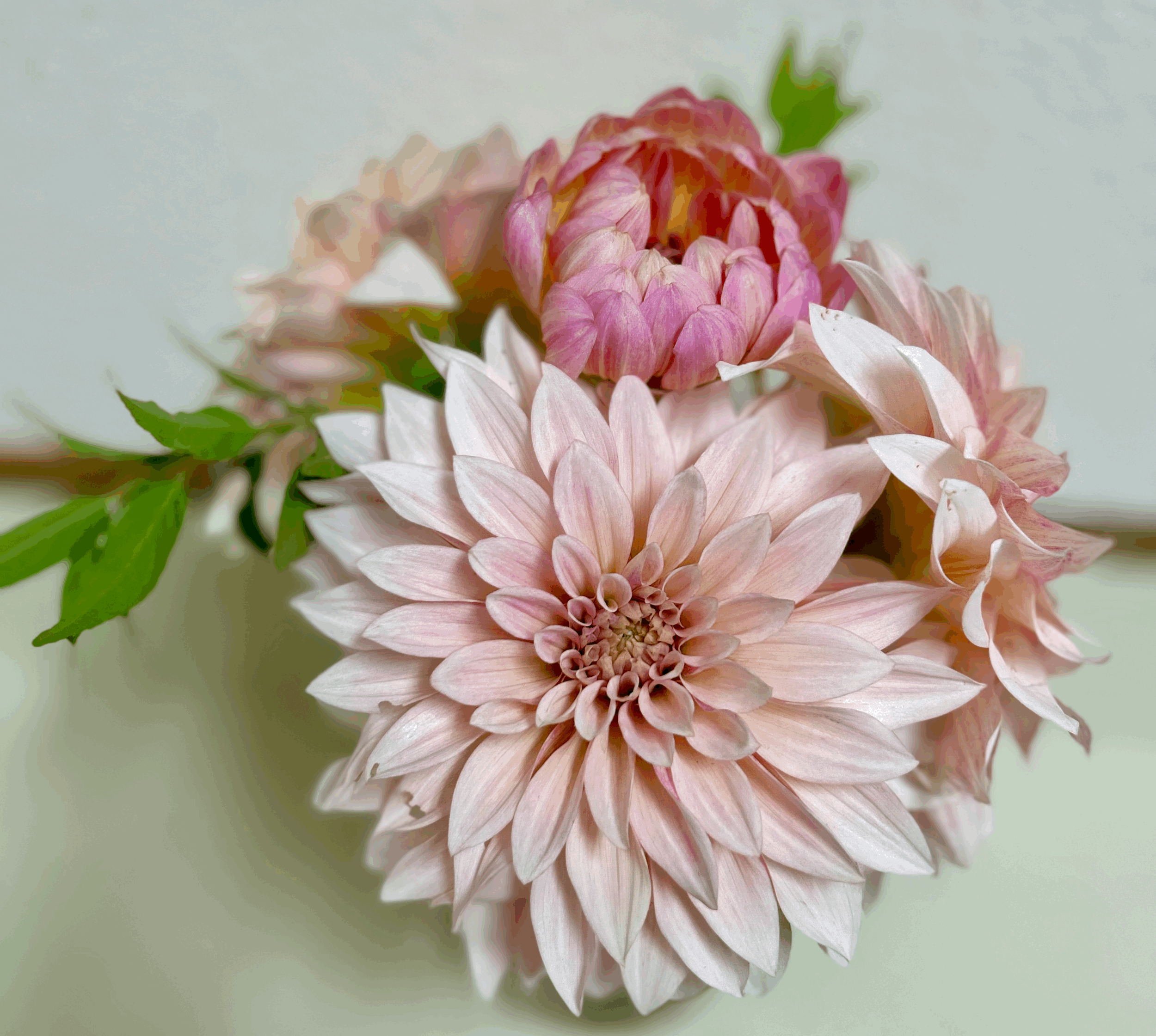 Cafe Au Lait Mini (Jolene)