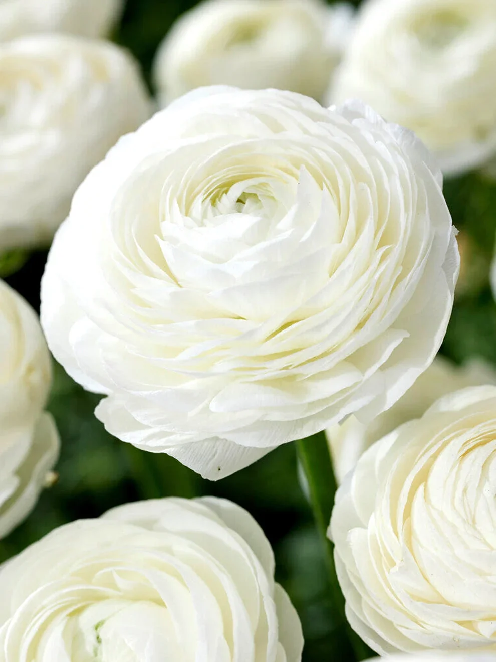 Ranunculus_White-1.jpg.webp