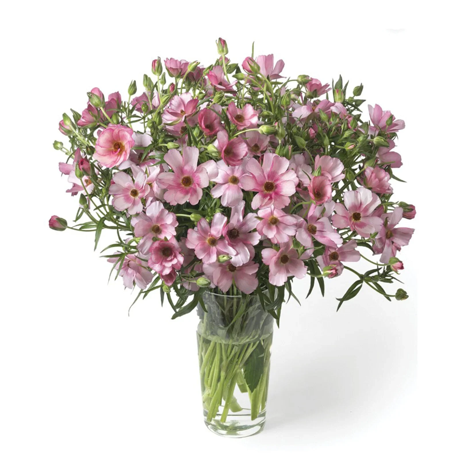 Ranunculus_Butterfly_Lycia.jpg.webp