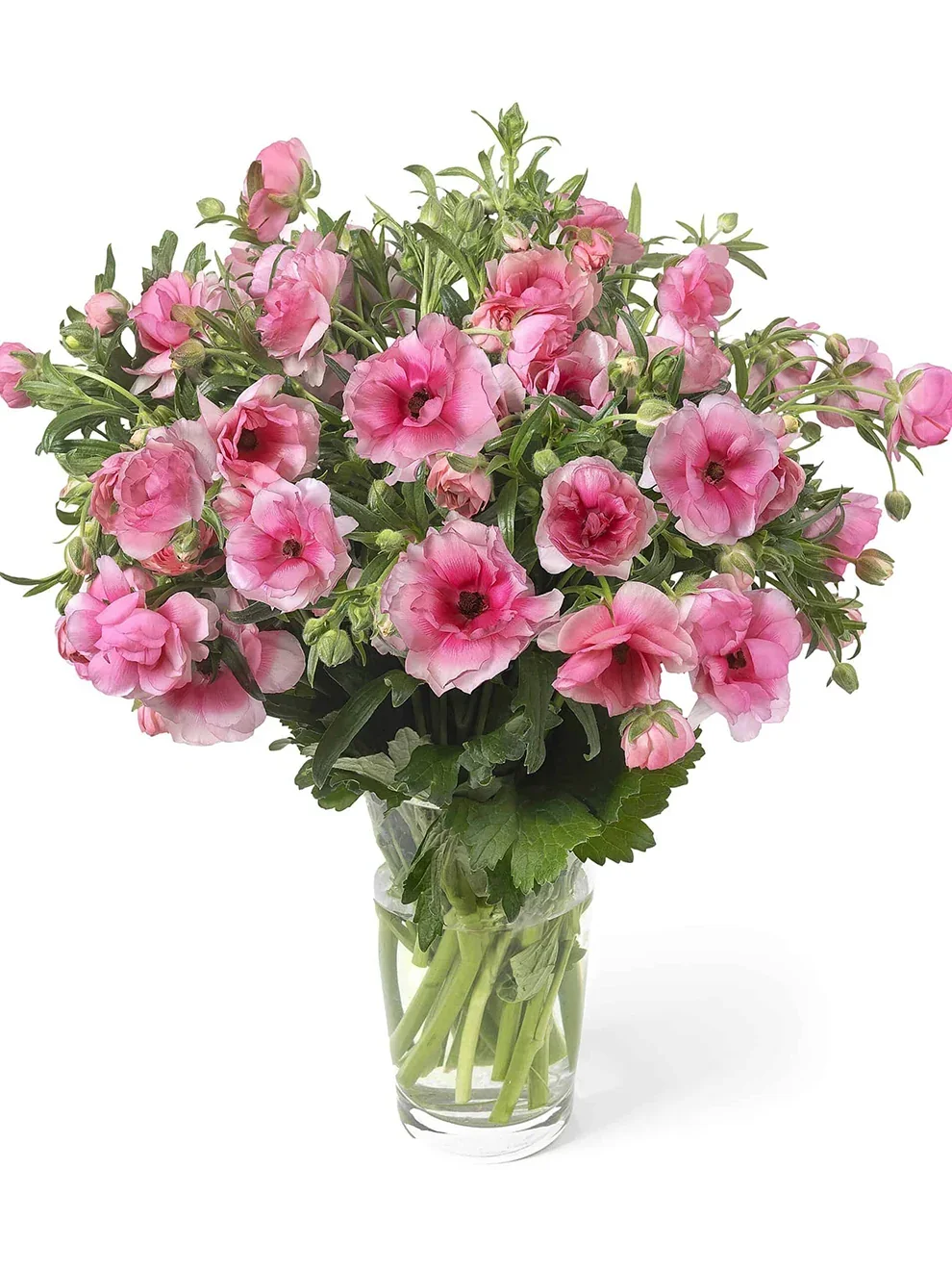Ranunculus_Butterfly_Hera-1.jpg.webp