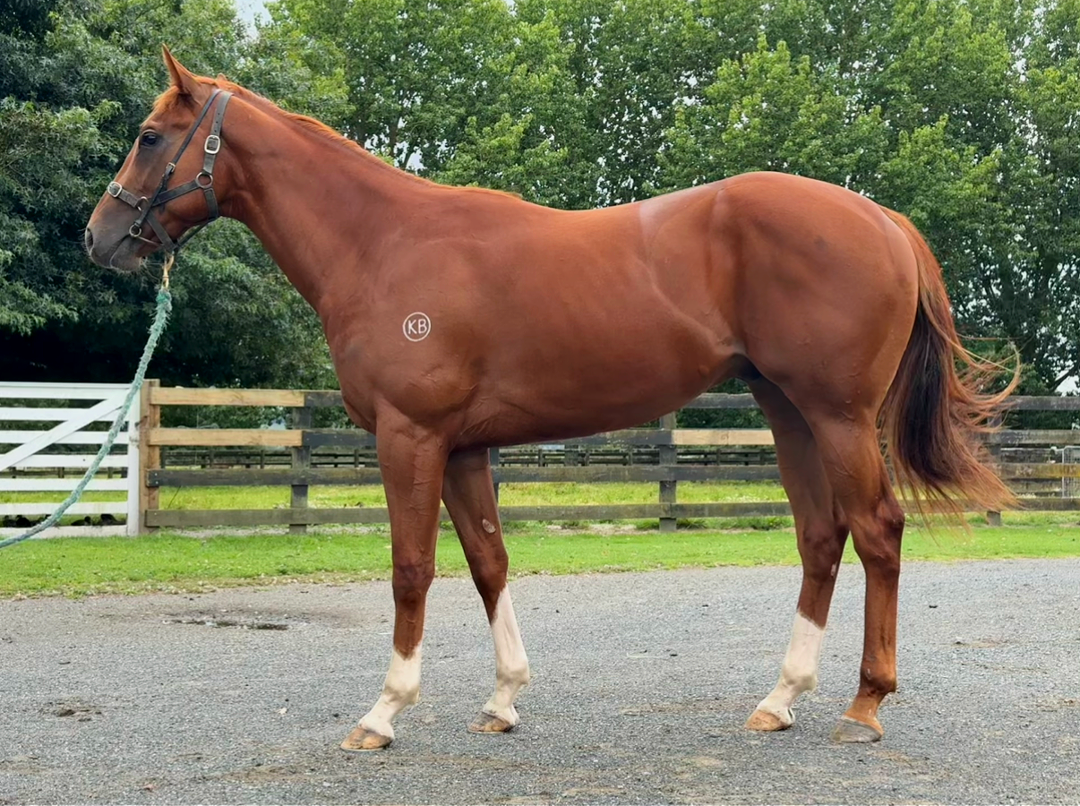 Whistlejacket as a 2YO