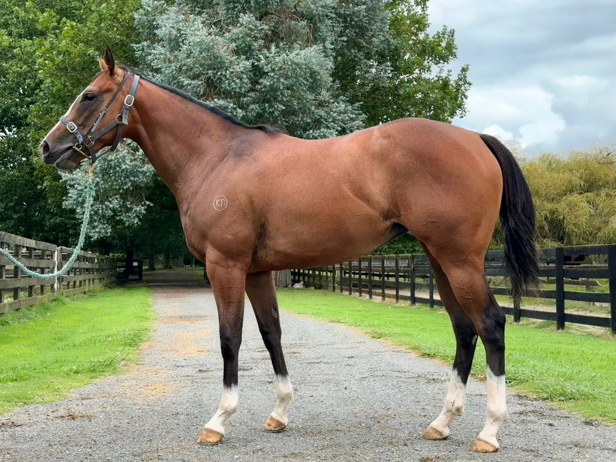 Hottathanafantasy as a 2YO