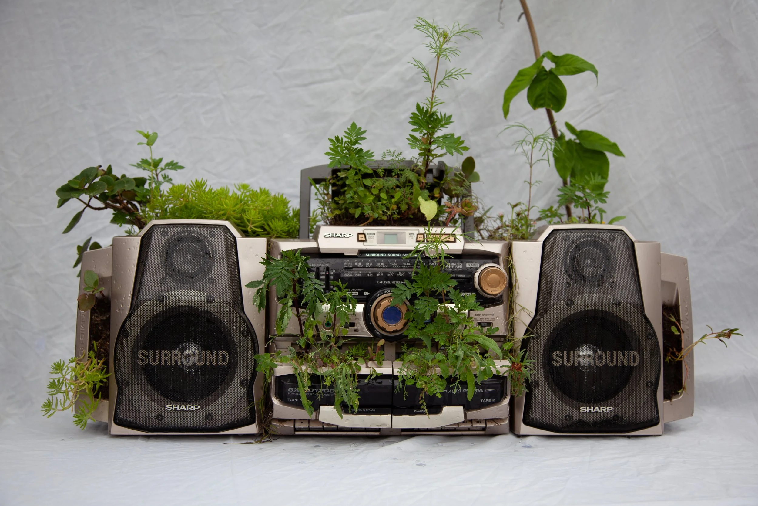 Pleasure Garden, 2019