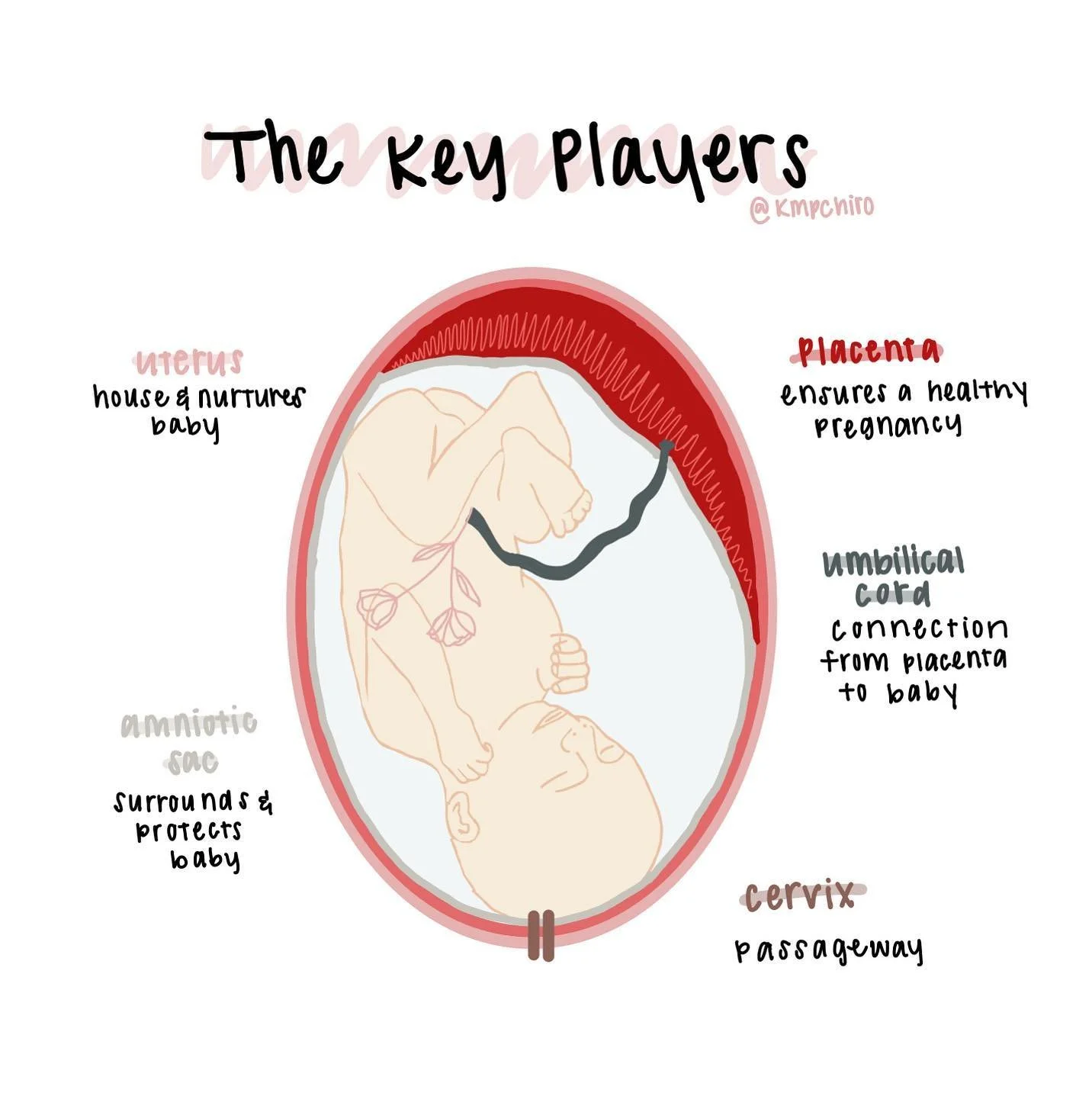 &bull; The Key Players &bull; 

The uterus nurtures and holds the growing baby + once maturity is met and it&rsquo;s [go time], the uterus contracts to push baby out. 

The amniotic sac contains fluid to protect the growing baby from direct impact + 