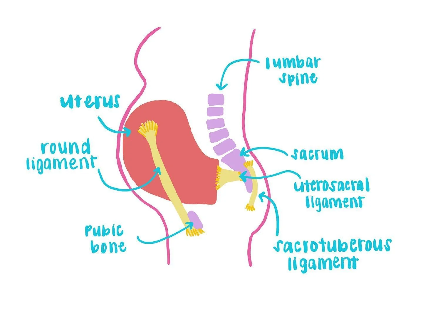 • A N A T O M Y • 
As many people know, the human body experiences a great amount of change throughout a pregnancy. These changes are so important for the development of the fetus and the preparation for child birth. 
Here, I have illustr