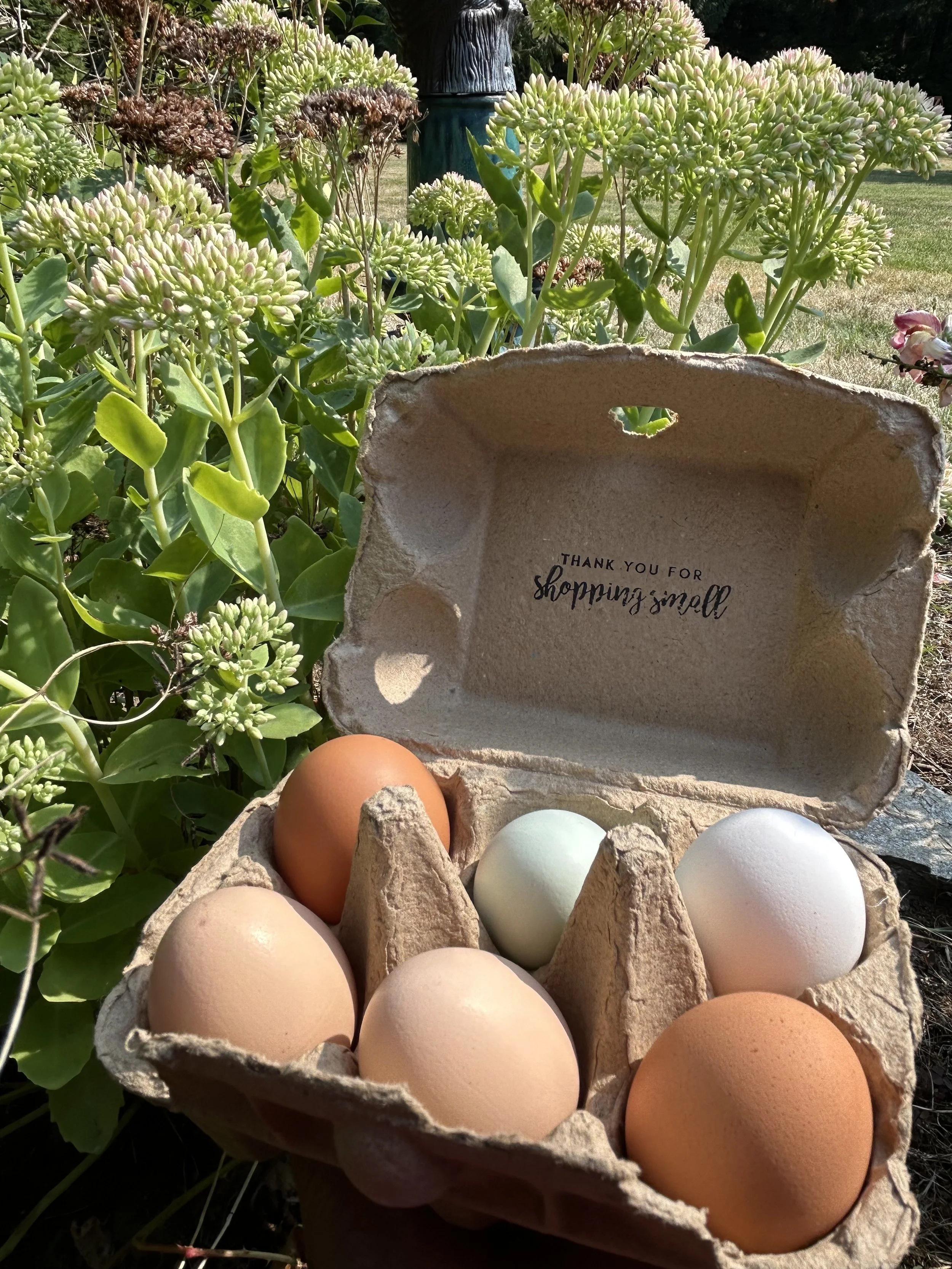 Organic Pasture Raised Eggs (half dozen)