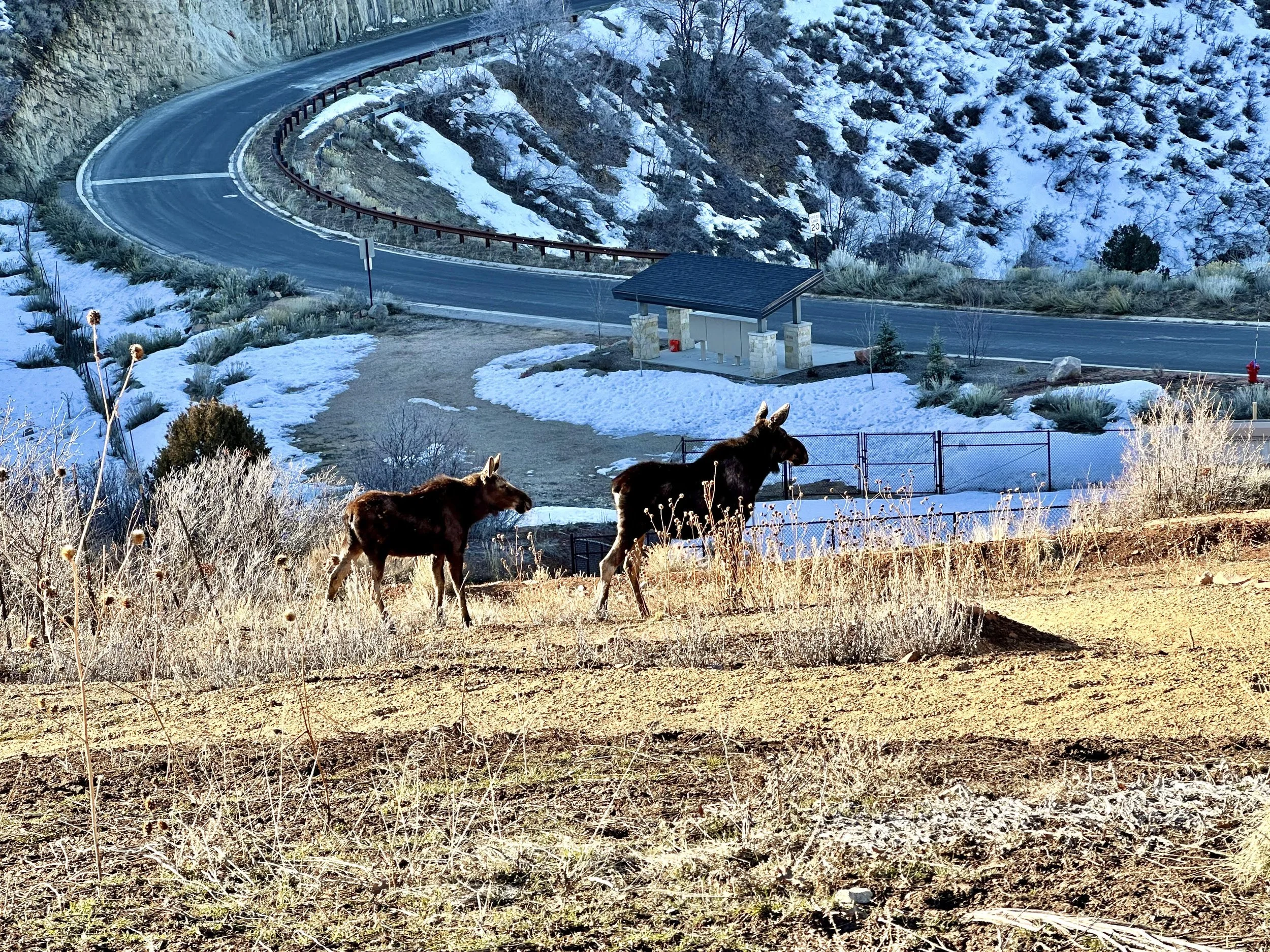 Momma and yearling moose walking in Hideout