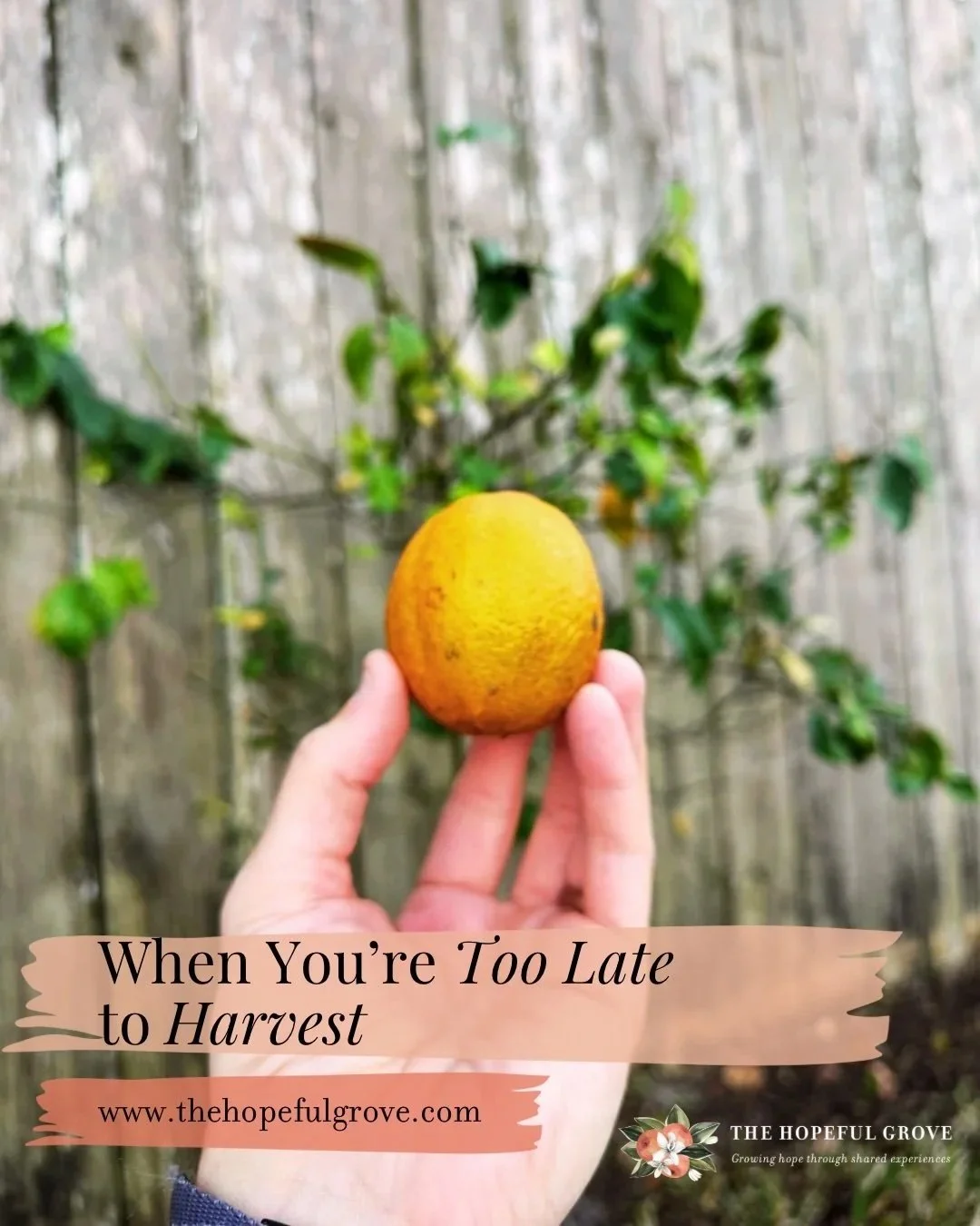 When You’re too Late to Harvest