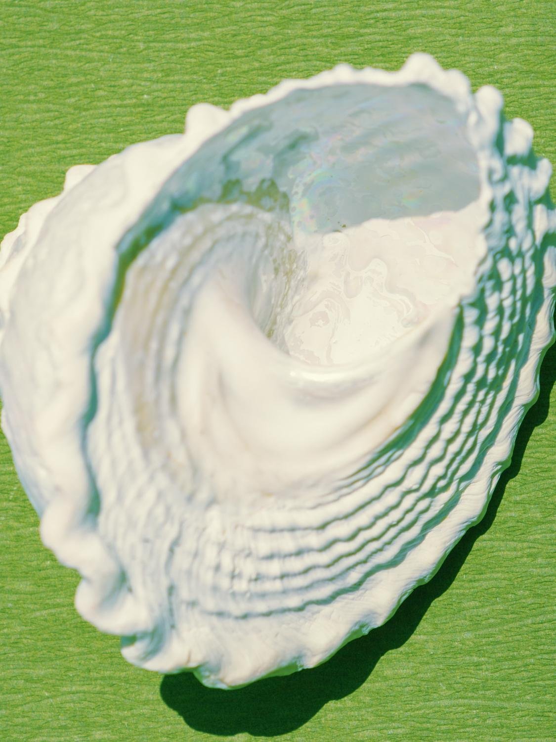 Close-up of a white seashell on a green surface.