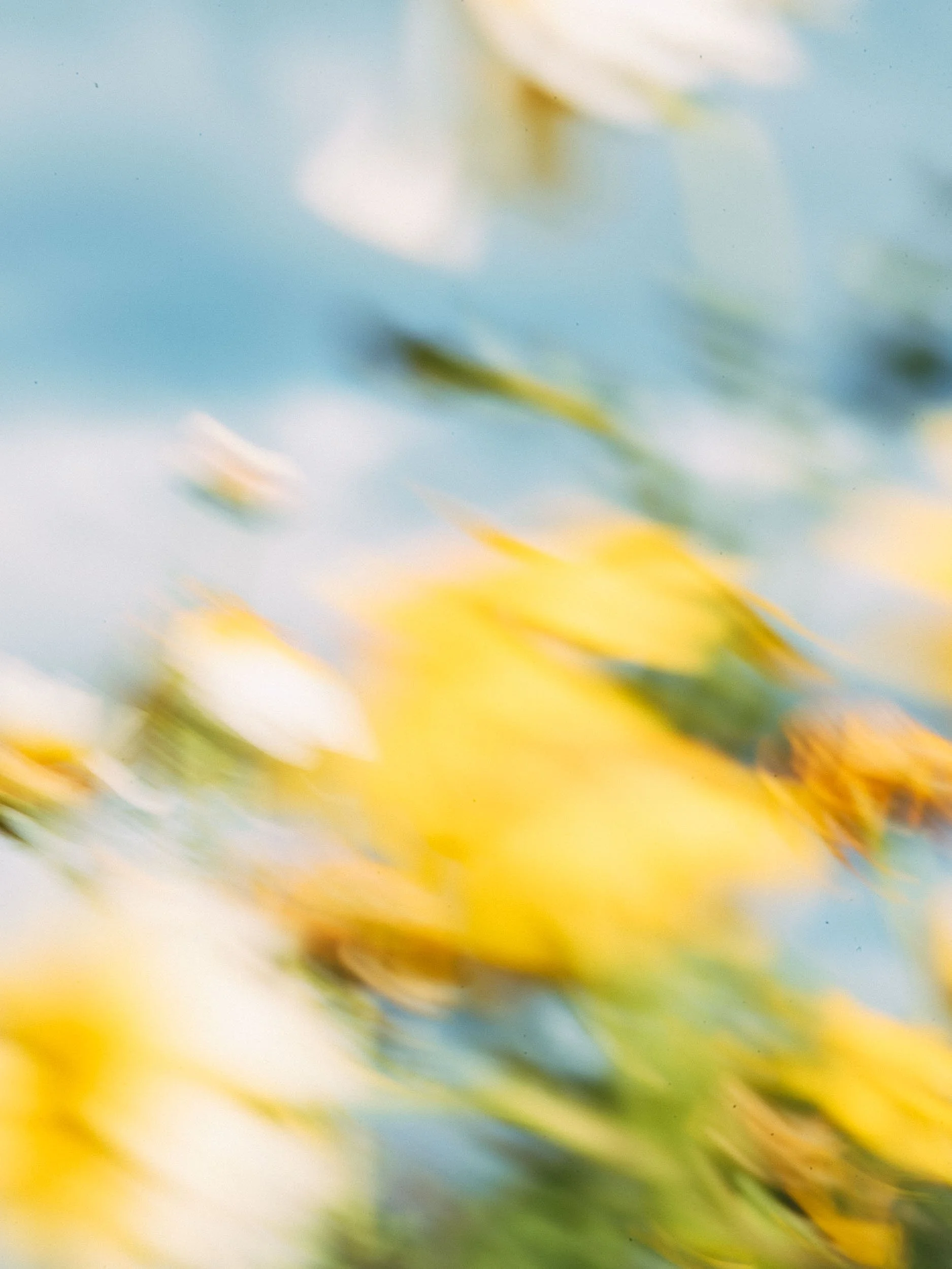 Abstract blurred image of yellow flowers and green leaves against a blue sky.