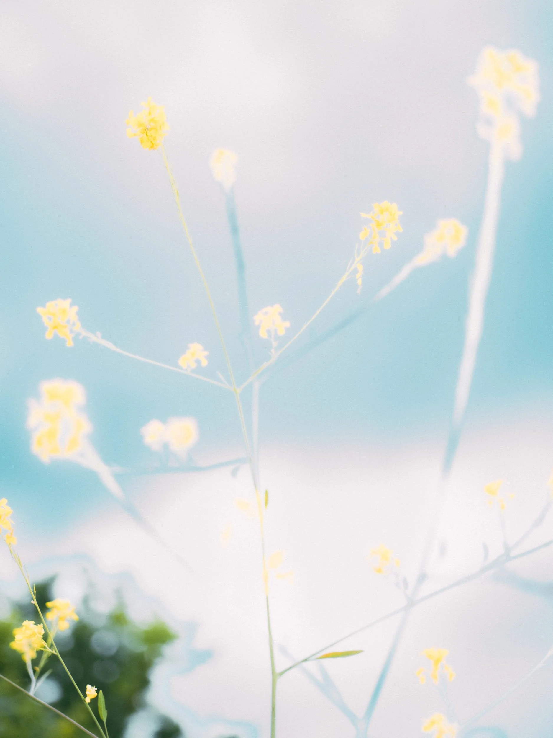 Close-up of yellow flowers with a soft, blurred background of blue sky and green foliage.