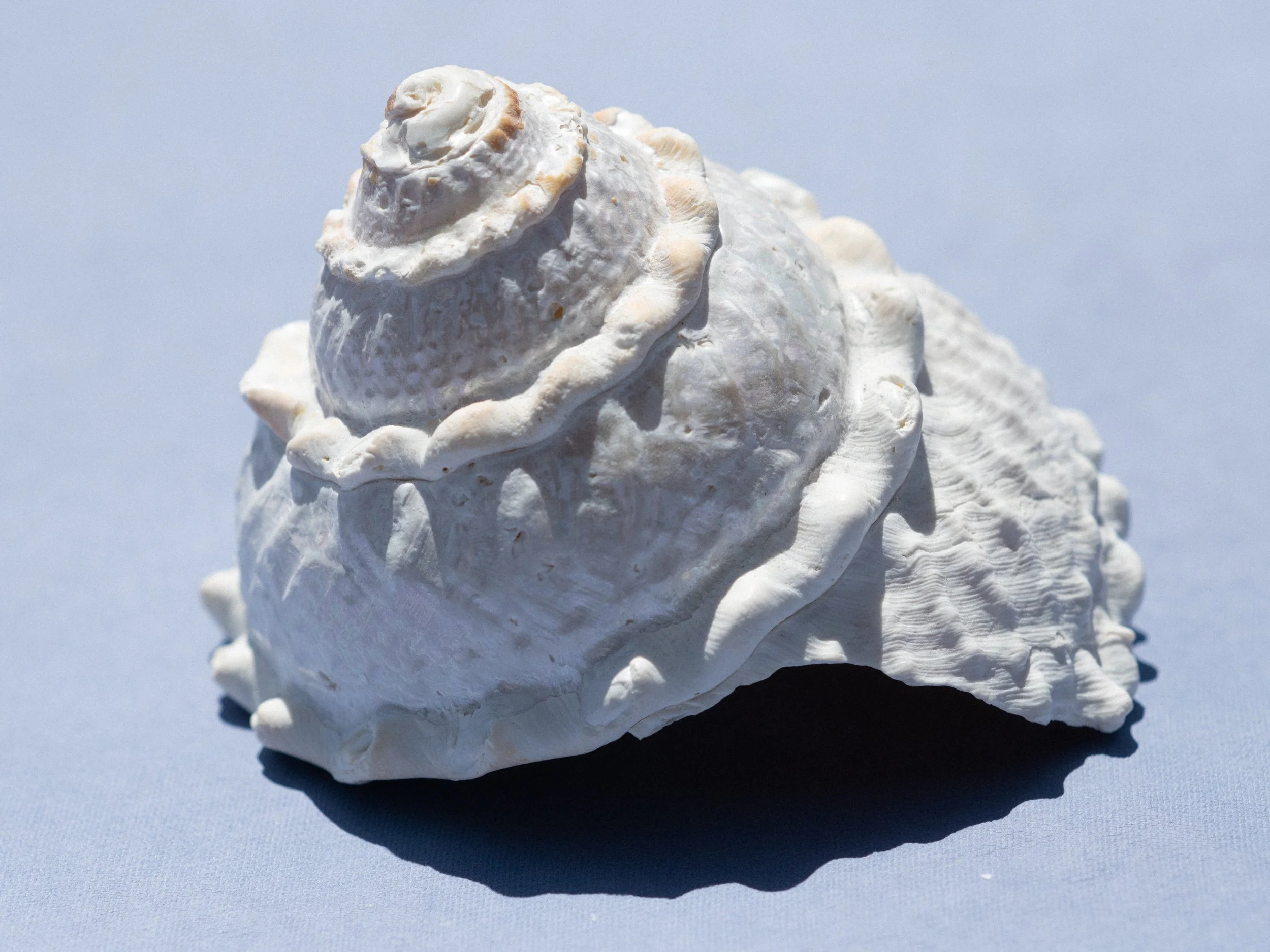 Close-up of a white seashell on a light blue background.
