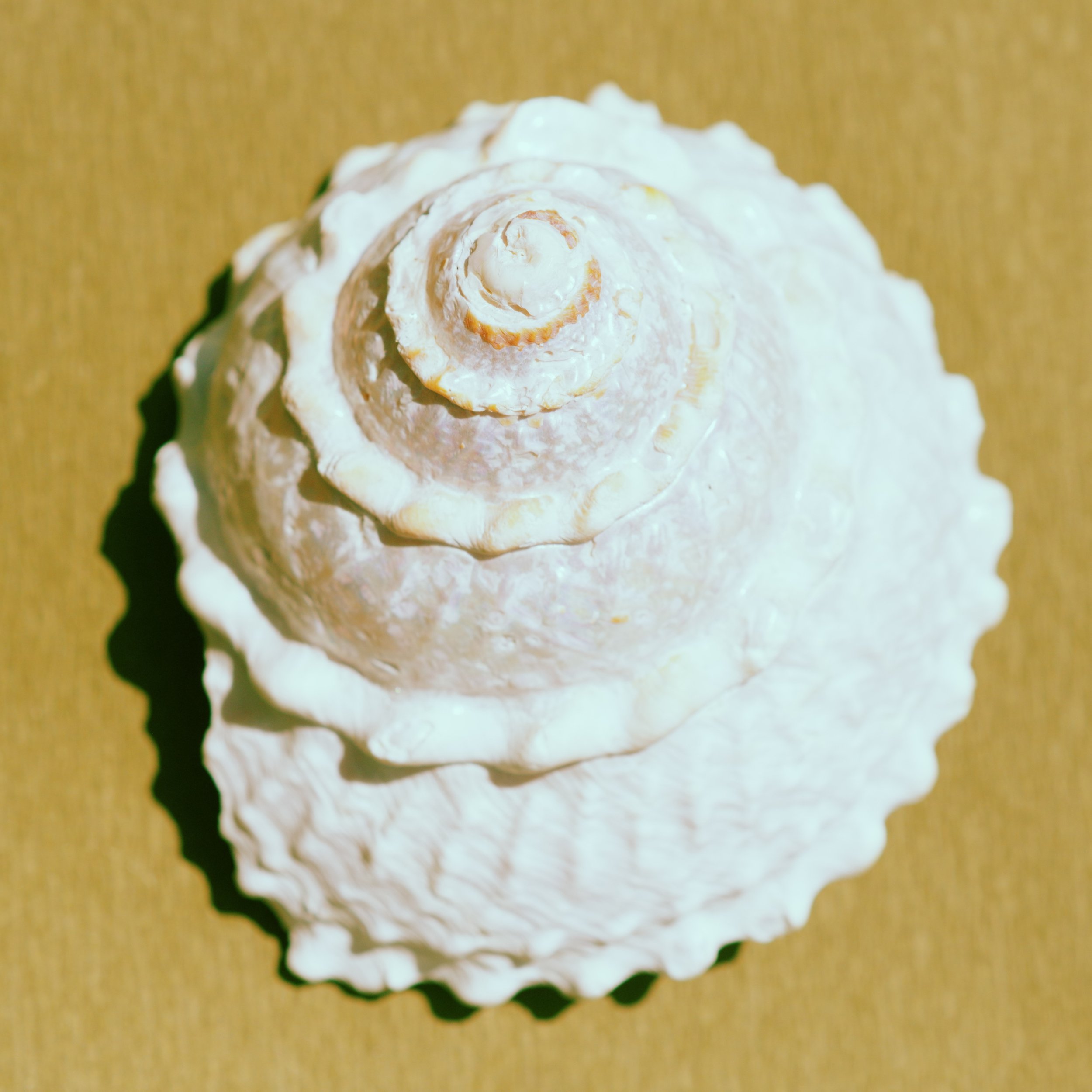 Close-up of a seashell with a spiral pattern and white textured surface on a textured paper.