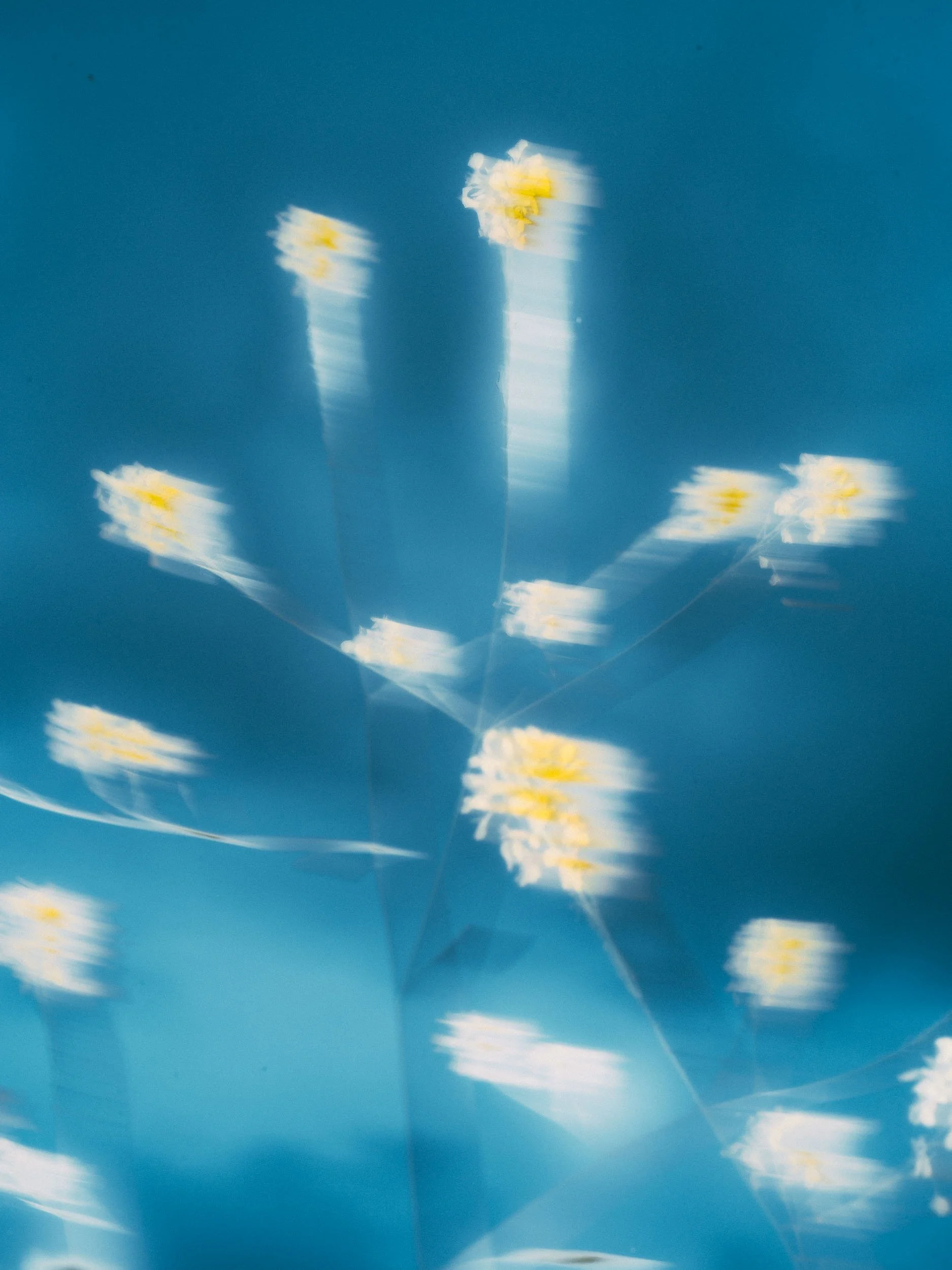 Blur yellow flowers on a blue sky.