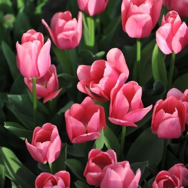 Pink Tulip
