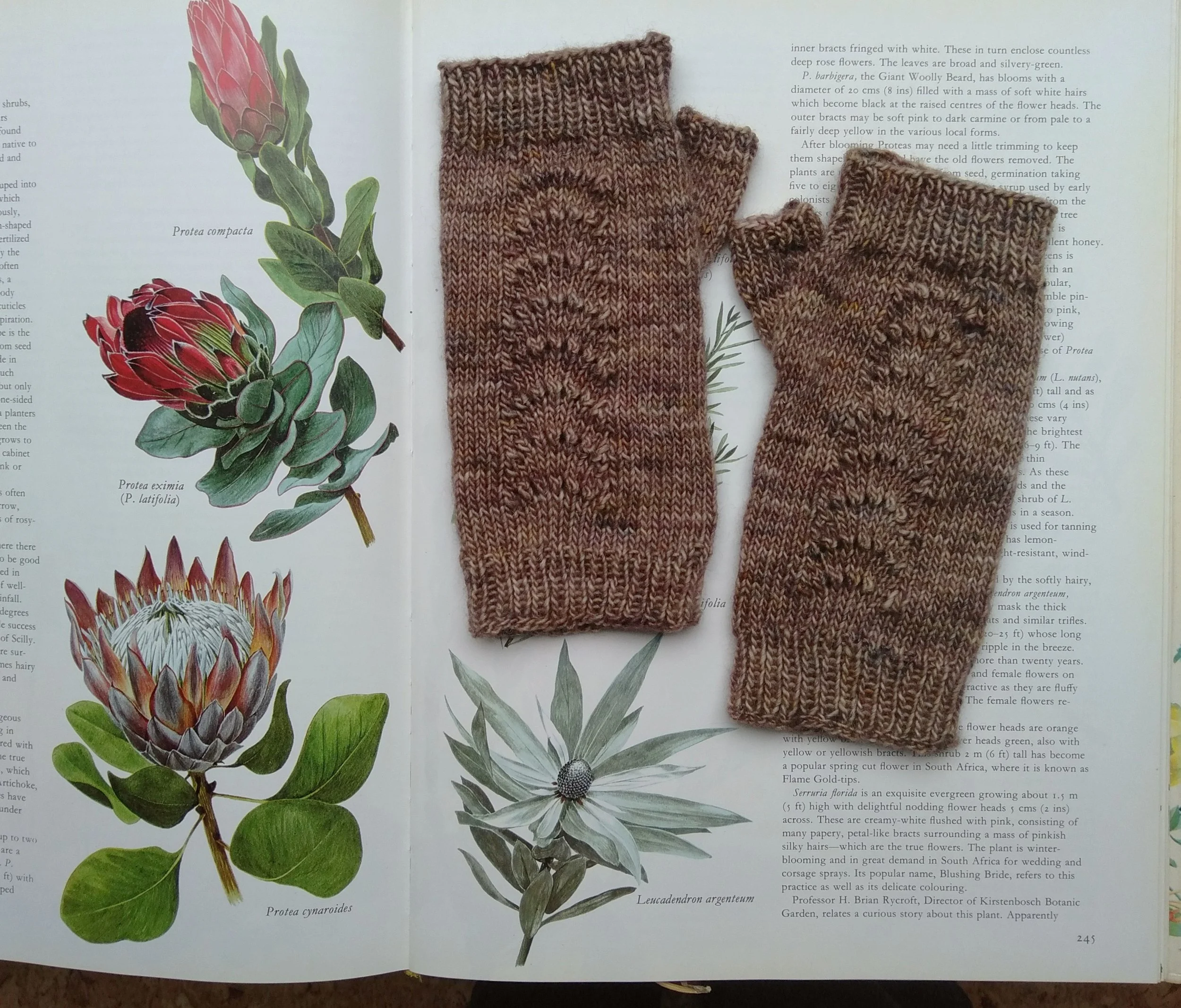 seashell mitts