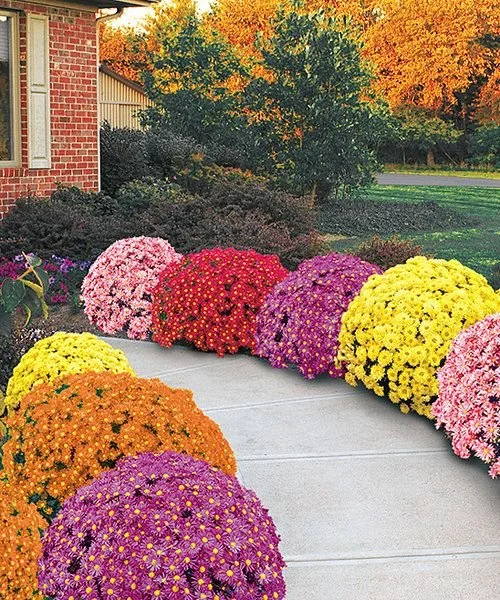 Large Mum