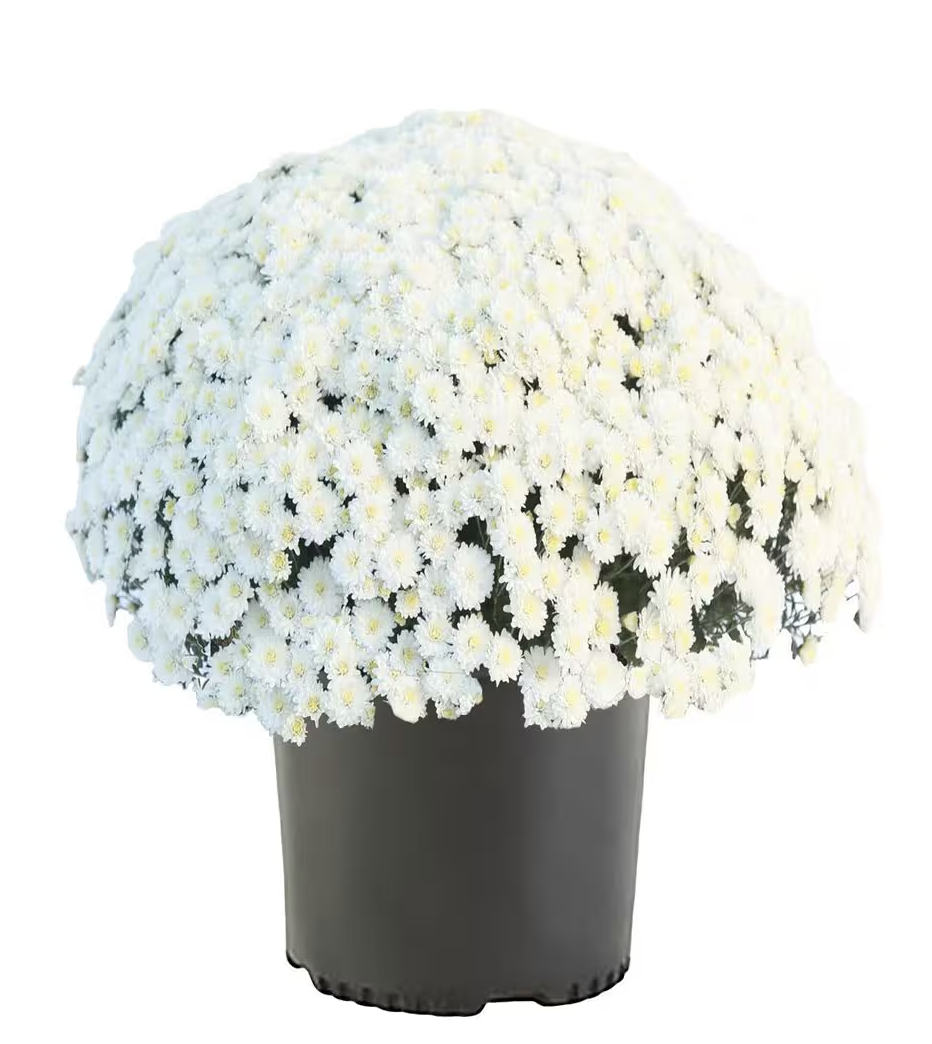 Screenshot 2025-10-06 at 8.49.09 PM.png