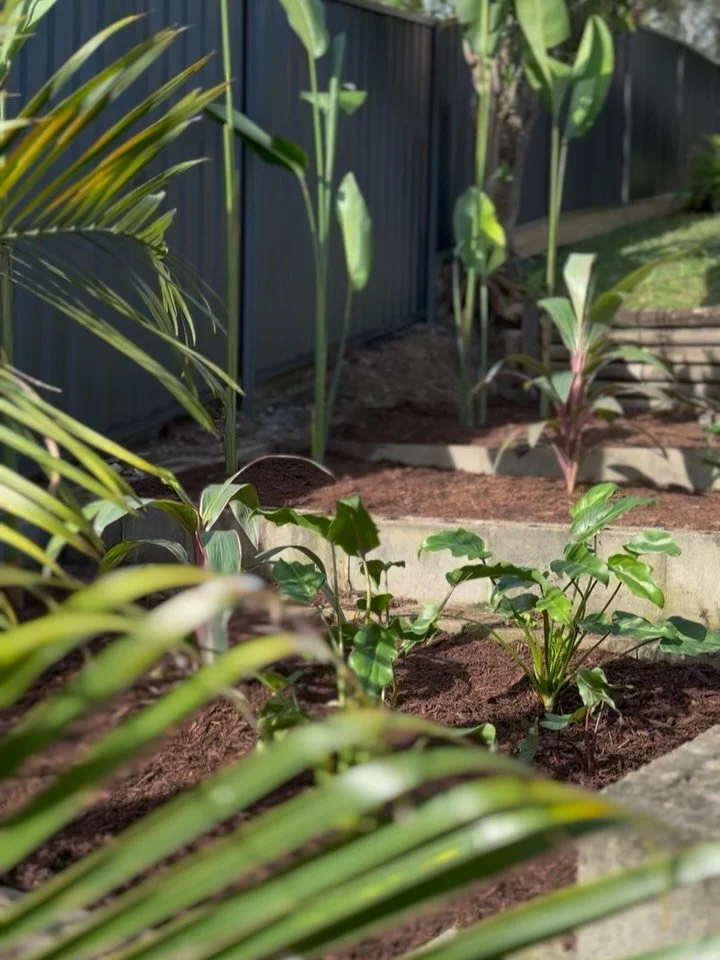 A recent project our team has completed, turning this tired space into a clean, tropical feature garden using a range of low maintenance tropical plants, including Heliconias as our feature plant of choice. 

Finished with fresh cypress mulch blend f