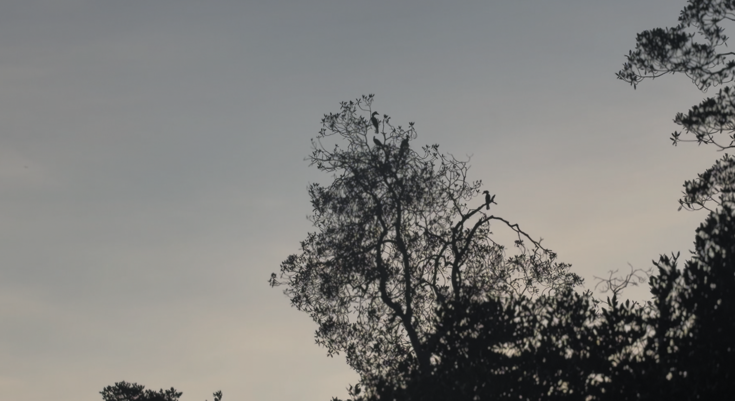 Hornbills at Sunset
