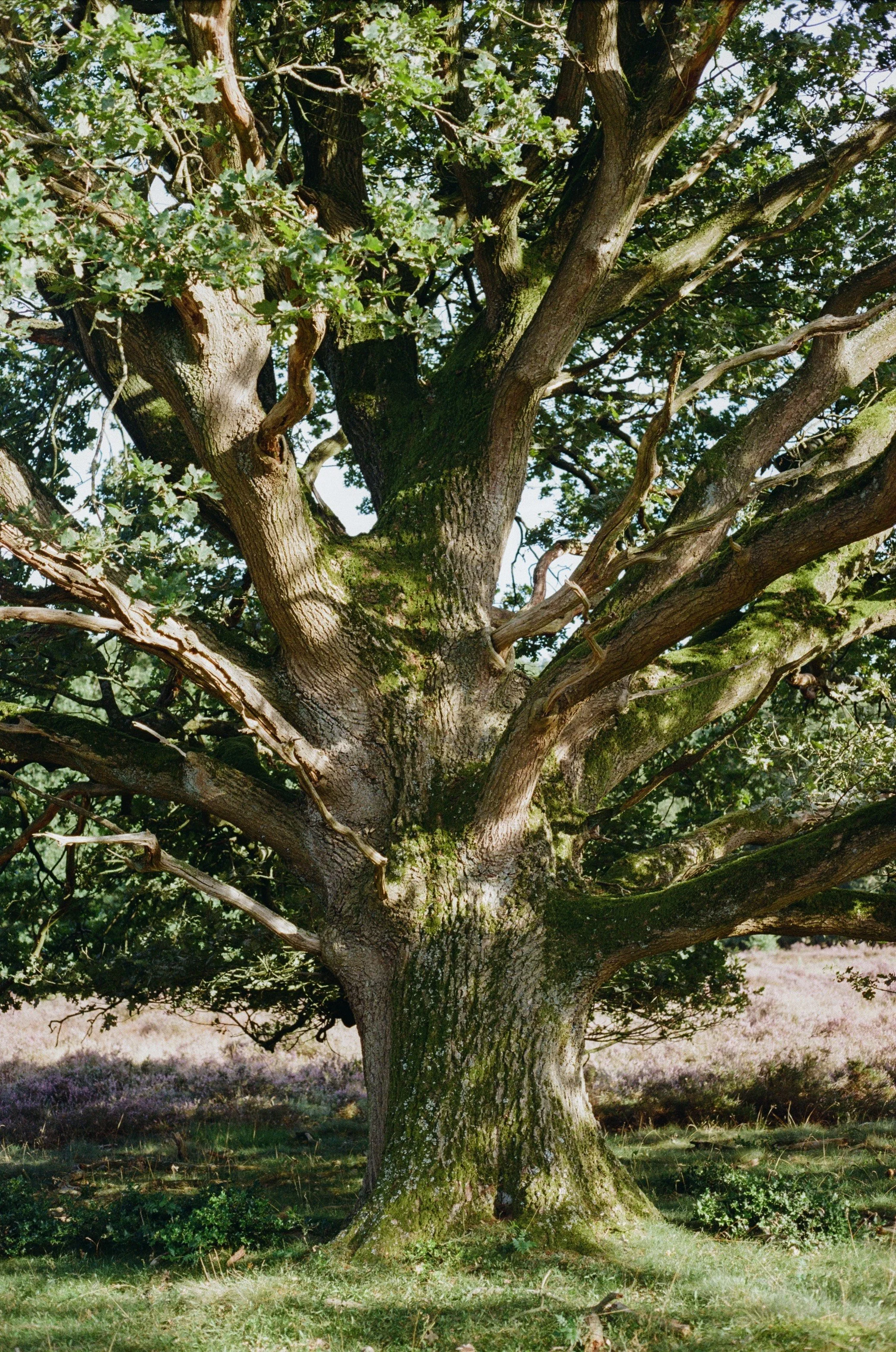 Grote boom met dikke stam en uitgestrekte takken, in een groene omgeving met struiken en gras.