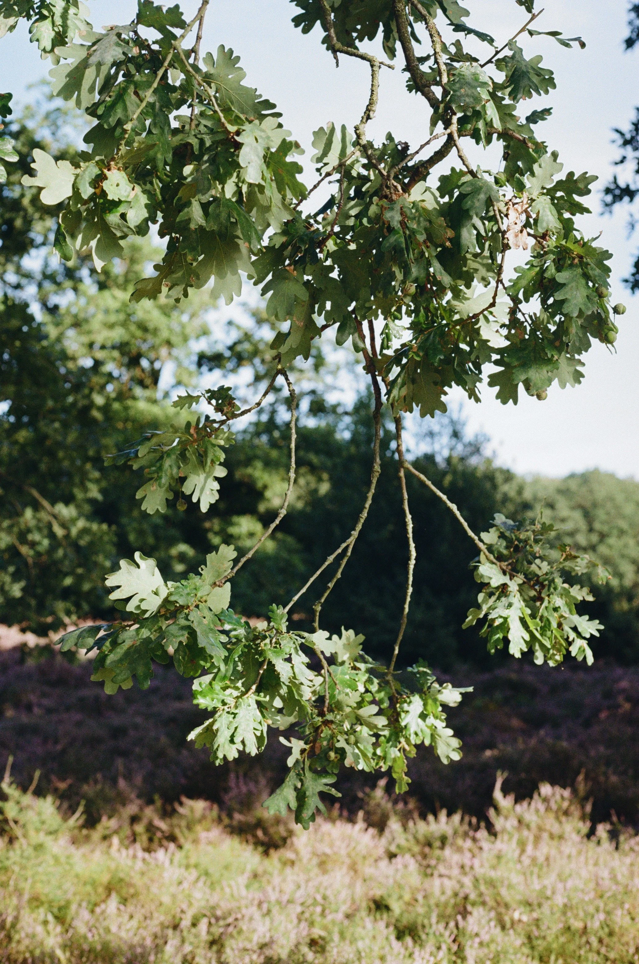Close-up van een tak met groene eikels en eikenbladeren, met een bos en een plantage in de achtergrond.