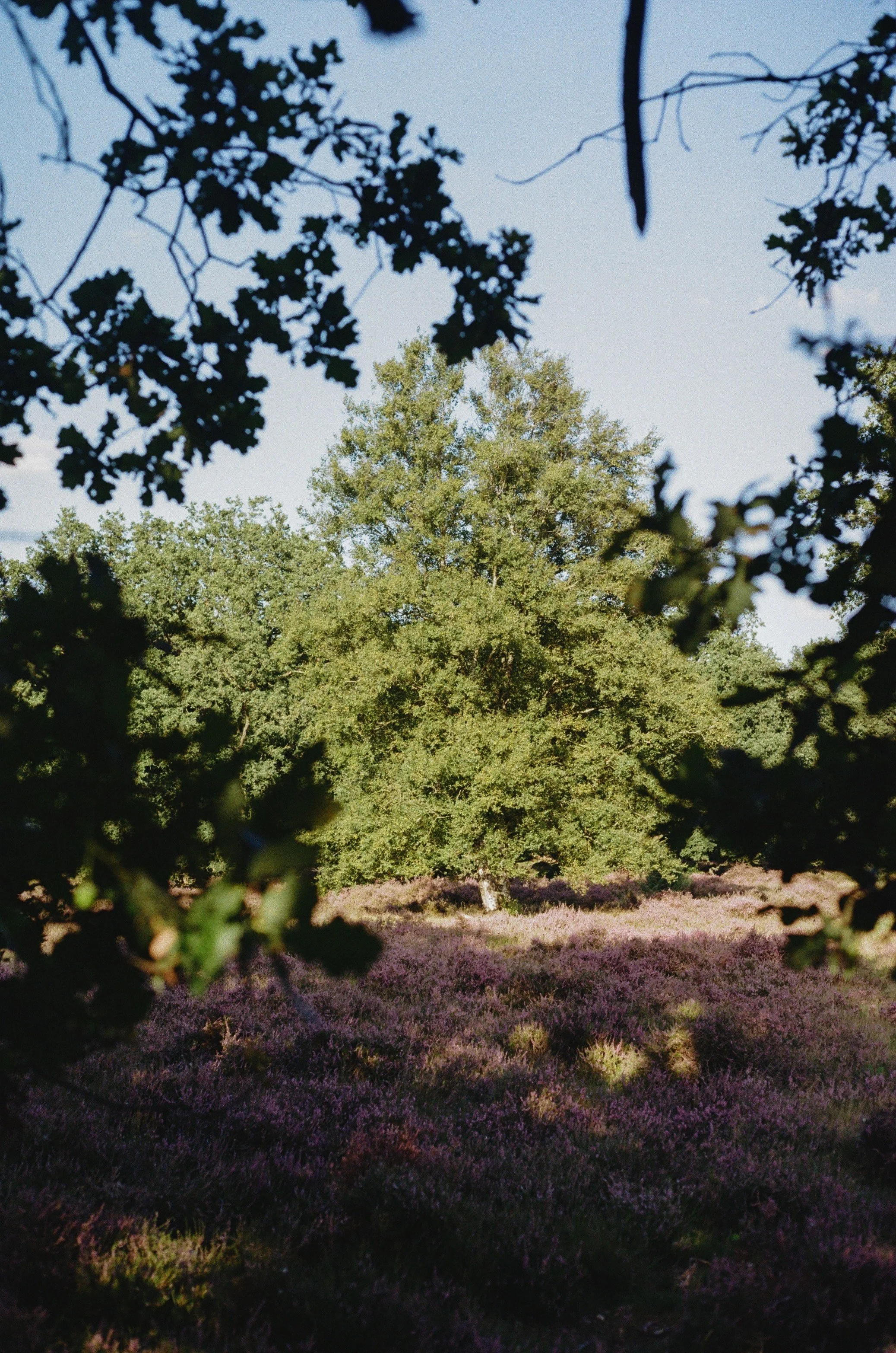 Bosrijke omgeving met groene bomen en een veld met paarse heideplanten, gezien door een raam met takken en bladeren.