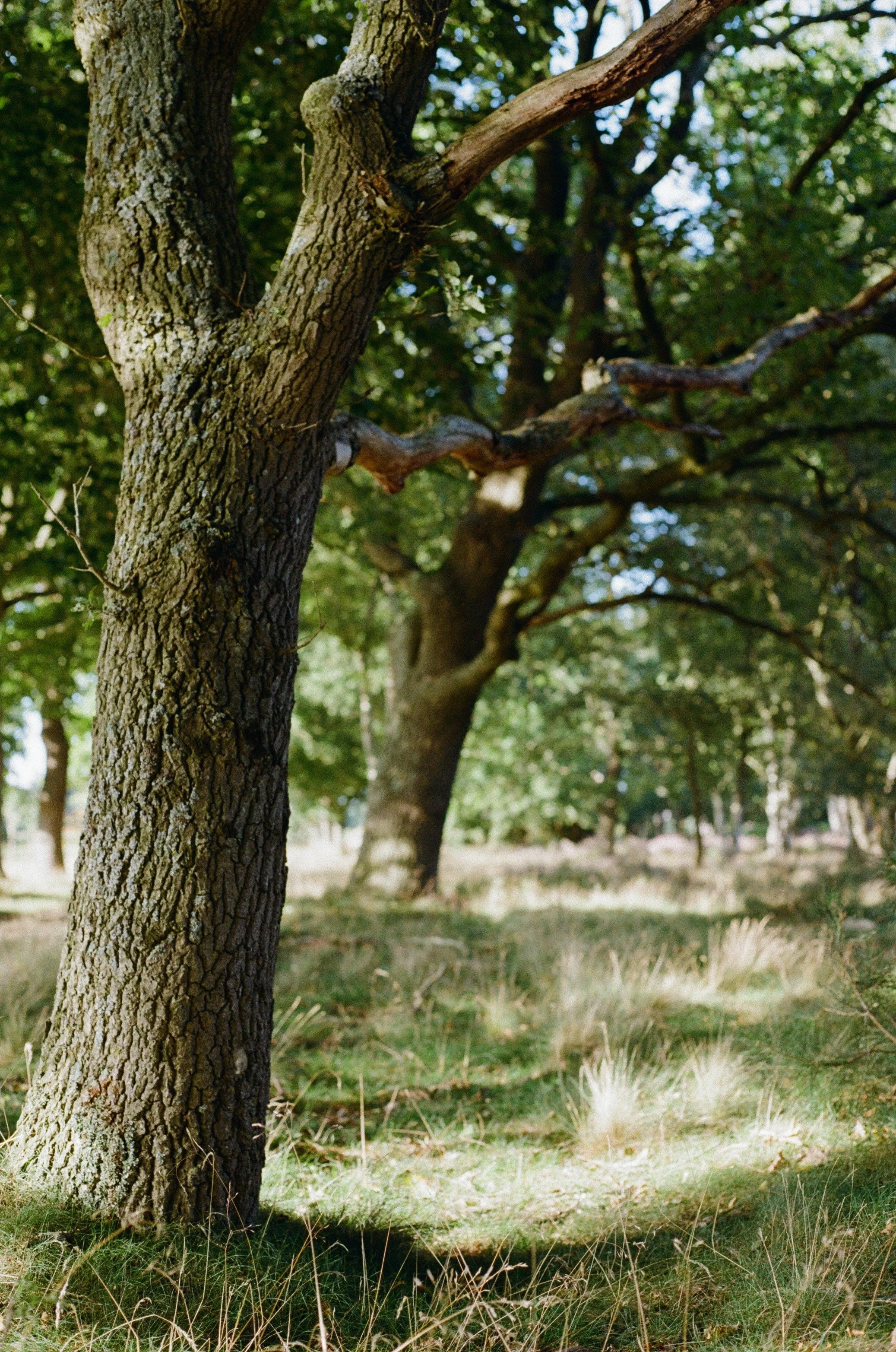 Een bos met enkele grote eikenbomen en lager gras in de zon.