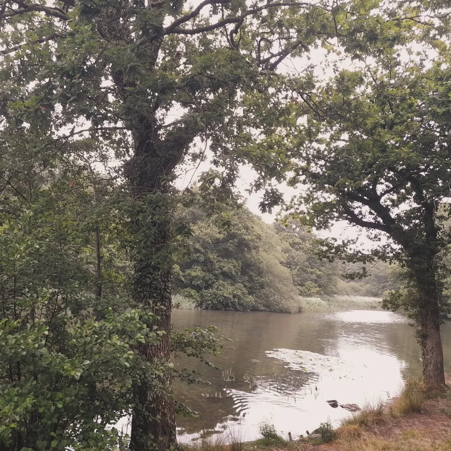 I've been thinking alot recently about why I am so drawn to nature poetry, I think it is because for me, it is a reminder of the simple act of living in a world constantly pushing you to strive for 'success'. 

It is a slow practice, both the writing