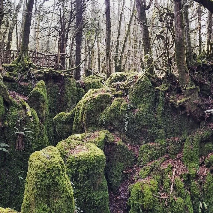 It has been a long day of editing Vorest but finally feeling more confident about where each poem will sit in the collection. 

Looking forward to sharing some poem titles on here when I have a chance 🌲