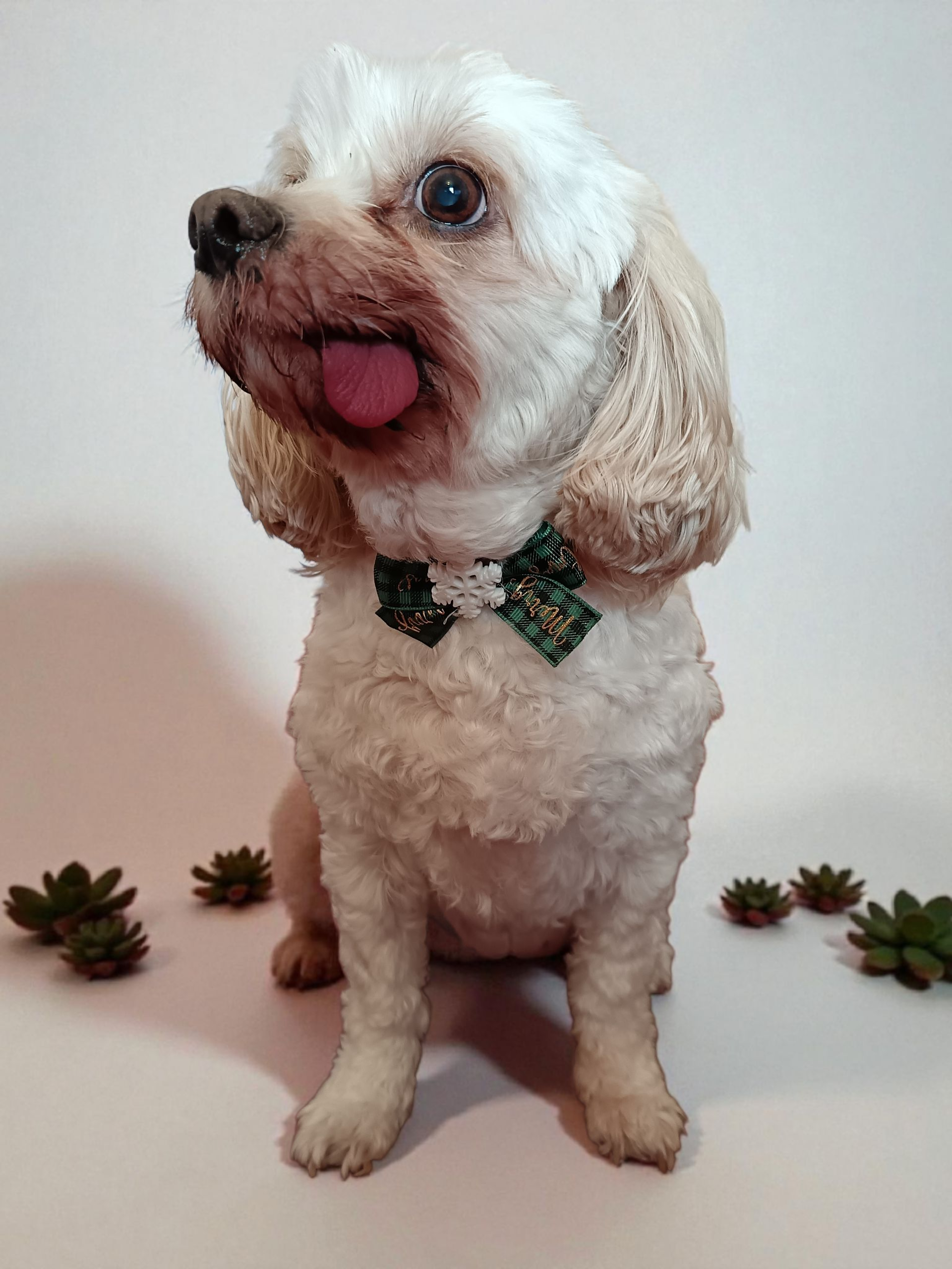 Glow-More Christmas Bow Collars
