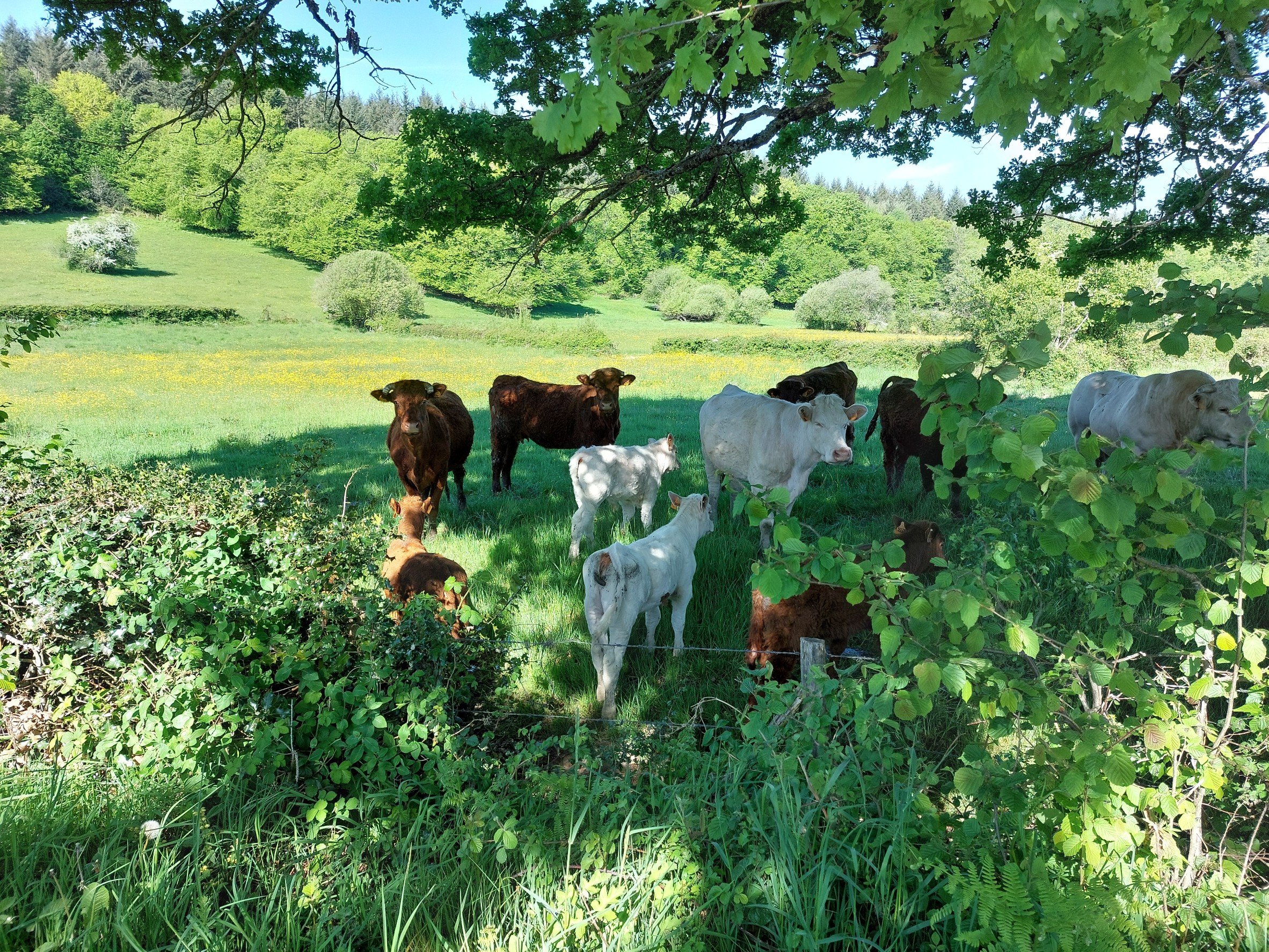 Cows and calves grazing in a lush green pasture under a leafy tree on a sunny day.